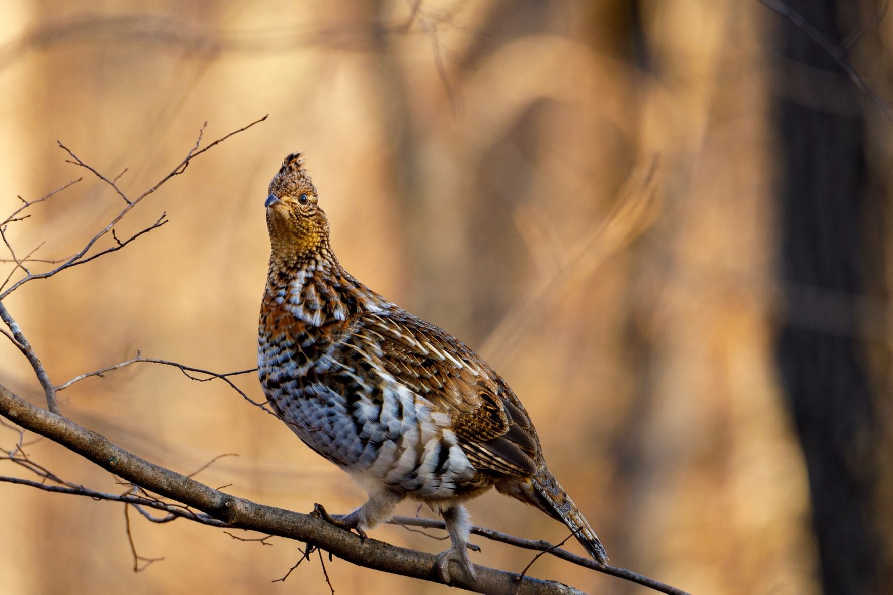 A partridge in a pear tree: $210.18 (0.0%)